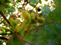 Xanthium strumarium fl-t.JPG